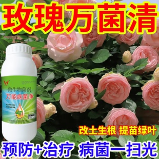 玫瑰万菌清真菌细菌病毒病早晚疫病霜霉病白粉病灰霉病稻瘟病锈病
