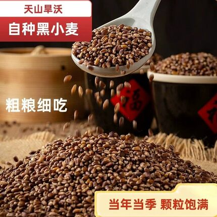 新疆天山旱沃黑小麦杂粮农家黑麦粗粮煮粥焖饭当季新粮袋装特产
