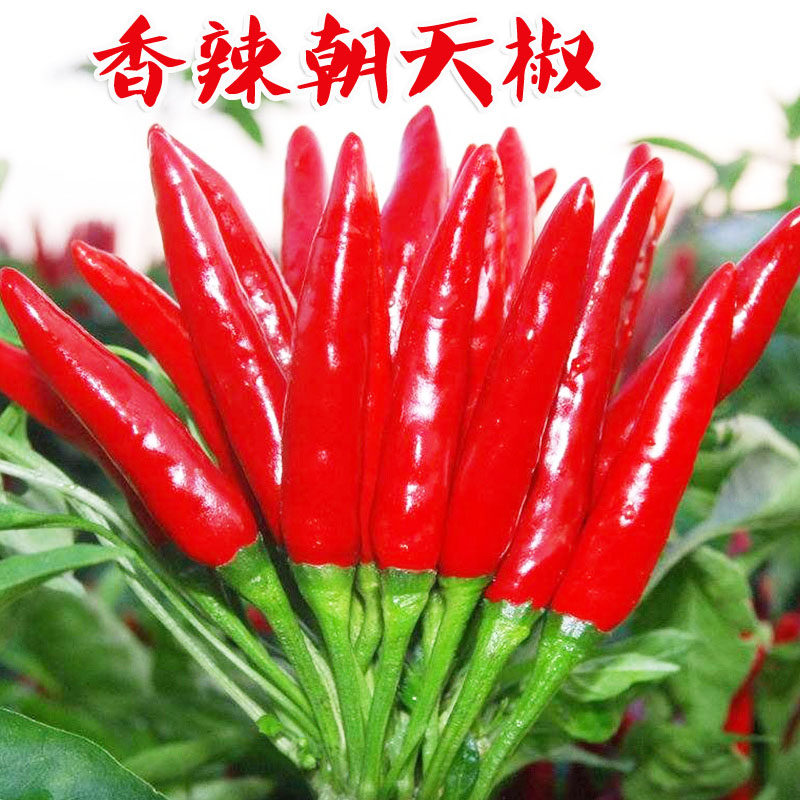 高产朝天椒种子秋季南方种小辣椒指天椒四季播种阳台盆栽蔬菜籽