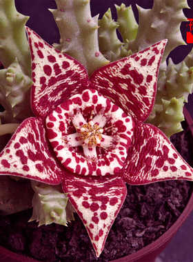 Orbea variegata萝藦科豹皮花多肉植物组合盆栽