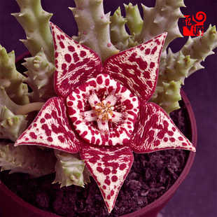 Orbea variegata萝藦科豹皮花多肉植物组合盆栽