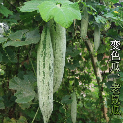 变色瓜种子老鼠瓜种籽观赏食用春秋种爬藤蔬菜籽菜园阳台早熟抗病