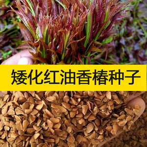 红油香椿种子香味浓四季种植蔬菜
