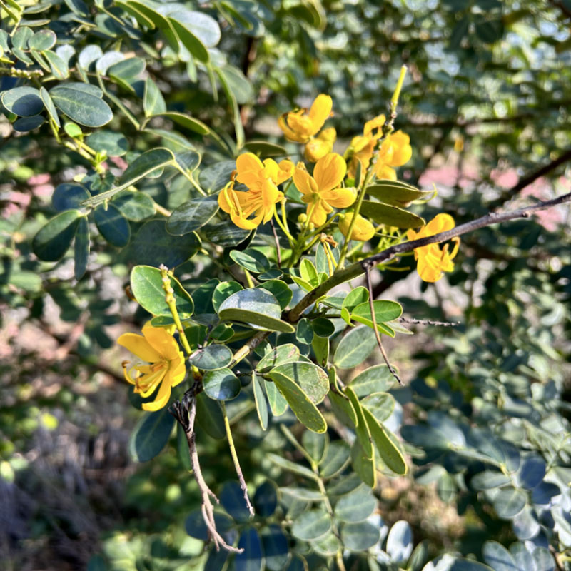 蛇灭门种子驱蛇奇花山区草望江南种庭院阳台盆栽花卉四季易种用