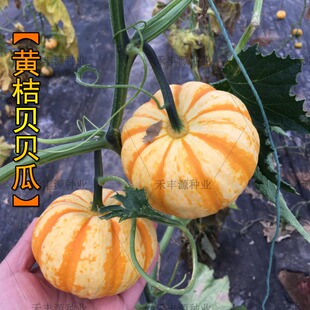 黄贝贝南瓜种子板栗小南瓜种子绿贝贝南瓜桔瓜春季四季高产香甜糯