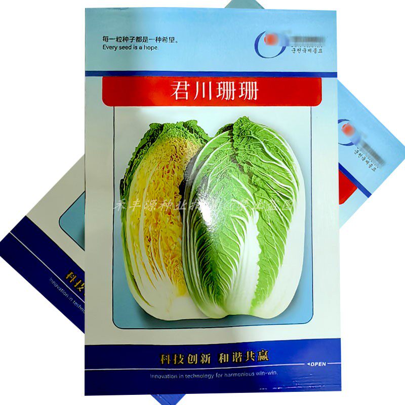 君川珊珊春秋两用黄心白菜种子 10g耐根肿病黄芯结球大白菜种籽子