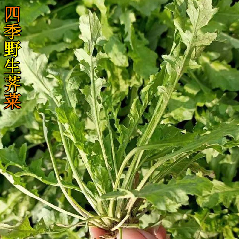 荠荠菜种子 大叶菜阳台四季播菜籽国产春季小叶野菜种籽