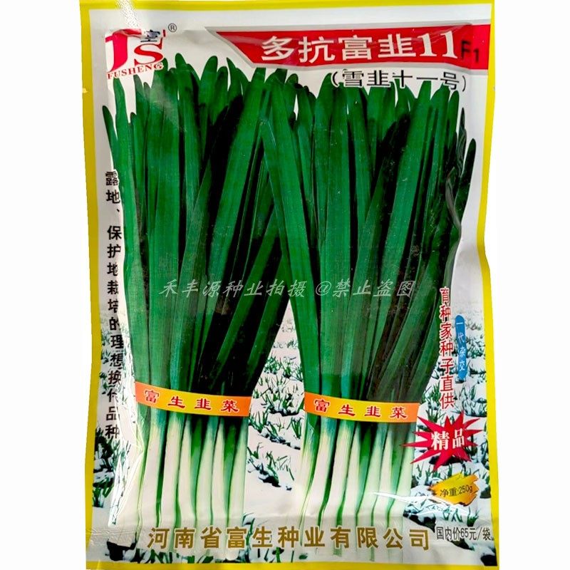 多抗富韭11 韭菜种子雪韭11号不休眠叶深绿杆粗茎抗病耐寒露地种
