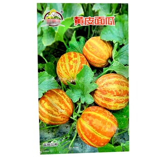 黄皮面瓜种子干面瓜香味浓甜瓜种子黑皮面瓜种籽春夏露地种面瓜集