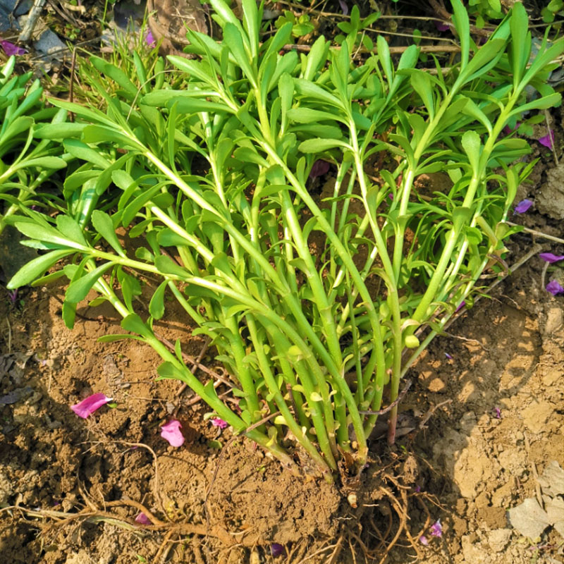 救心菜种苗养心菜种子四季多年生