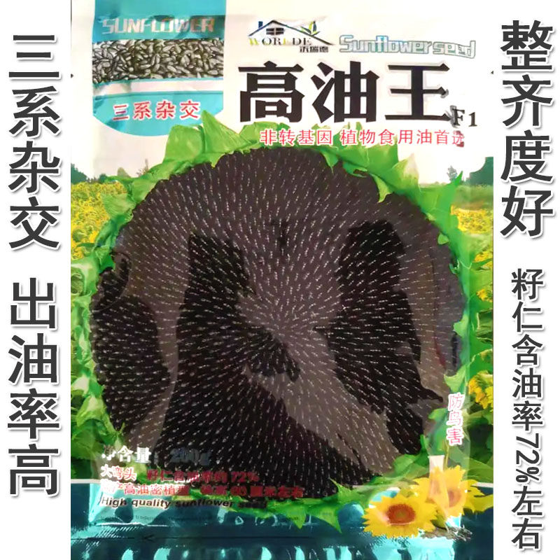 油葵种子 三系杂交高油王向日葵种子高产非转基因油率72%专用阳台