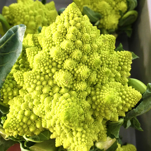 宝塔菜种子罗马花椰菜种籽菜花脆爽蔬菜特色花菜早春秋季种植特菜