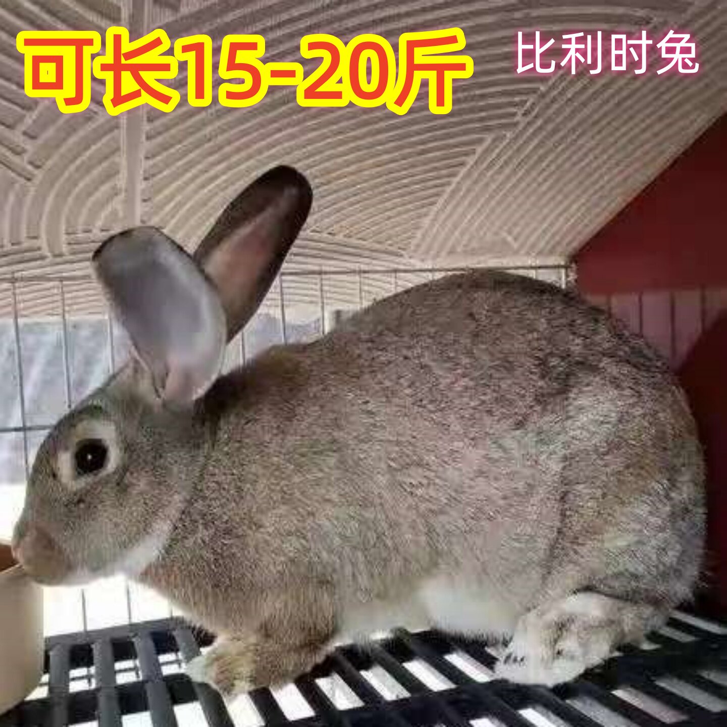 比利时肉兔活物散养可繁殖食用种兔大白兔黑兔花兔苗一月一窝兔子