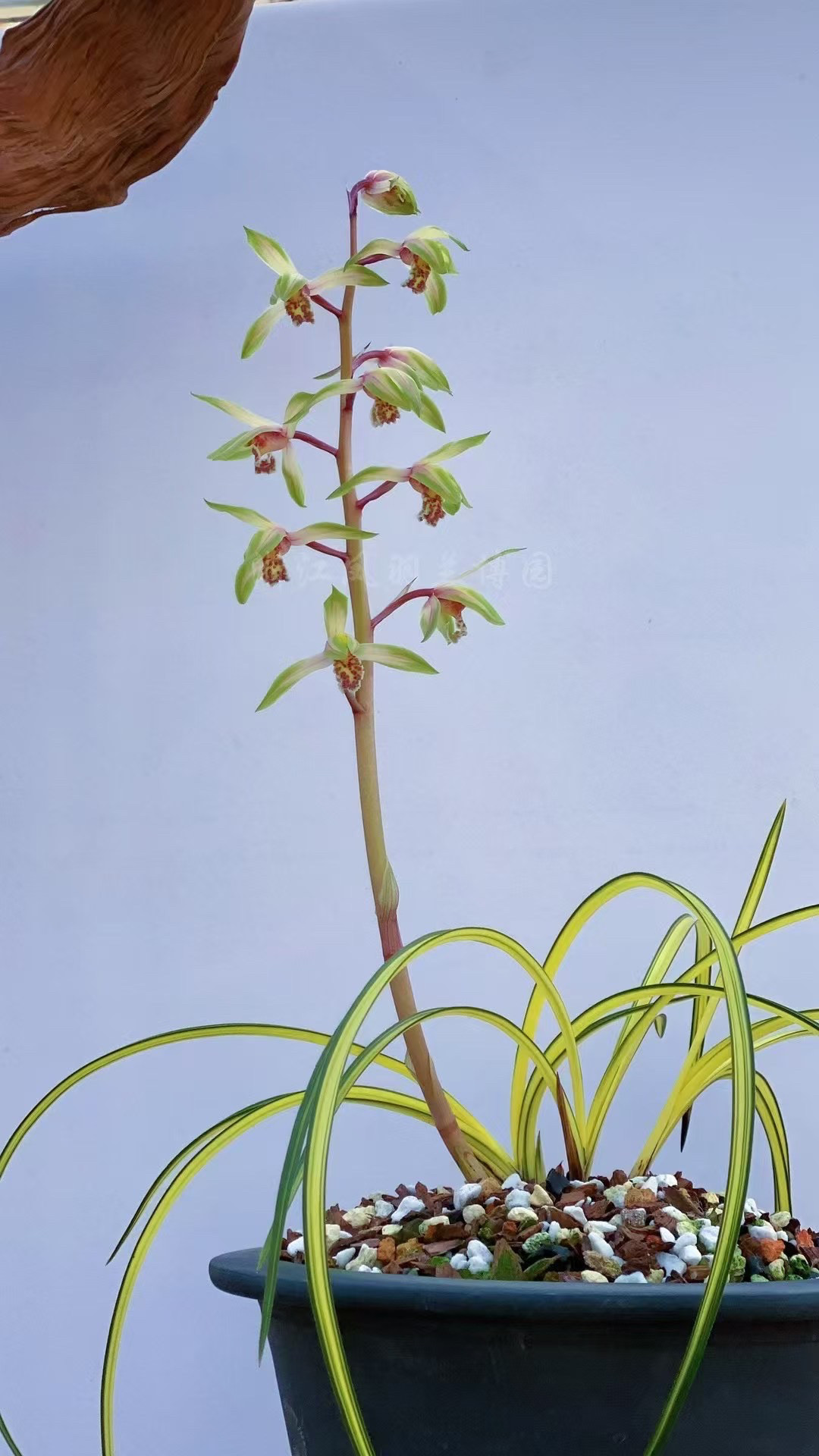 老种蕙兰花苗 天鹤 精品艺草浓香型稀有室内阳台兰花盆栽绿植花卉