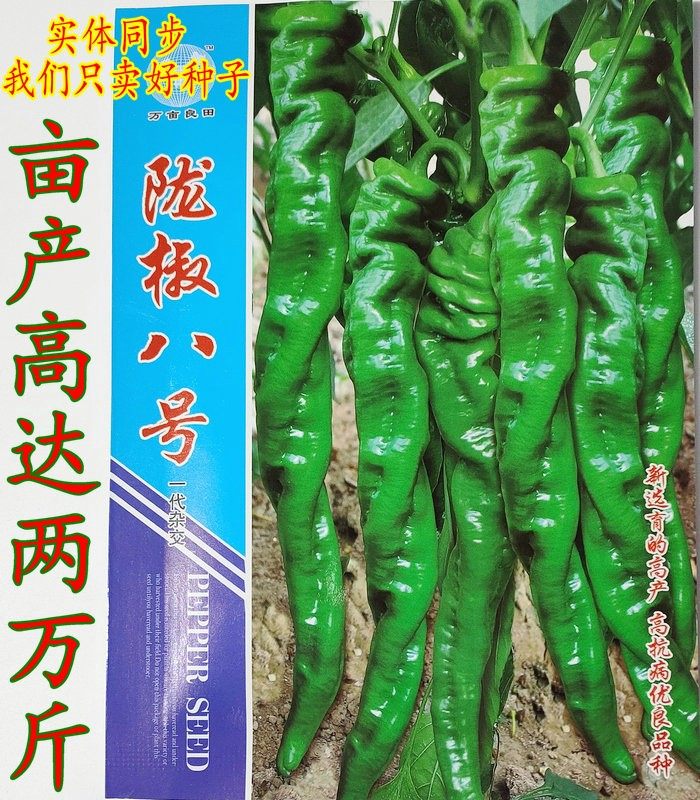 螺丝椒种子杂交特大果型陇椒八号青椒四季蔬菜孑早熟高产辣椒种籽