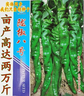 螺丝椒种子杂交特大果型陇椒八号青椒四季蔬菜孑早熟高产辣椒种籽