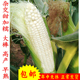 超甜大棒白糯玉米种子鲜食甜加糯777 水果玉米籽黏粘花彩春夏秋孑