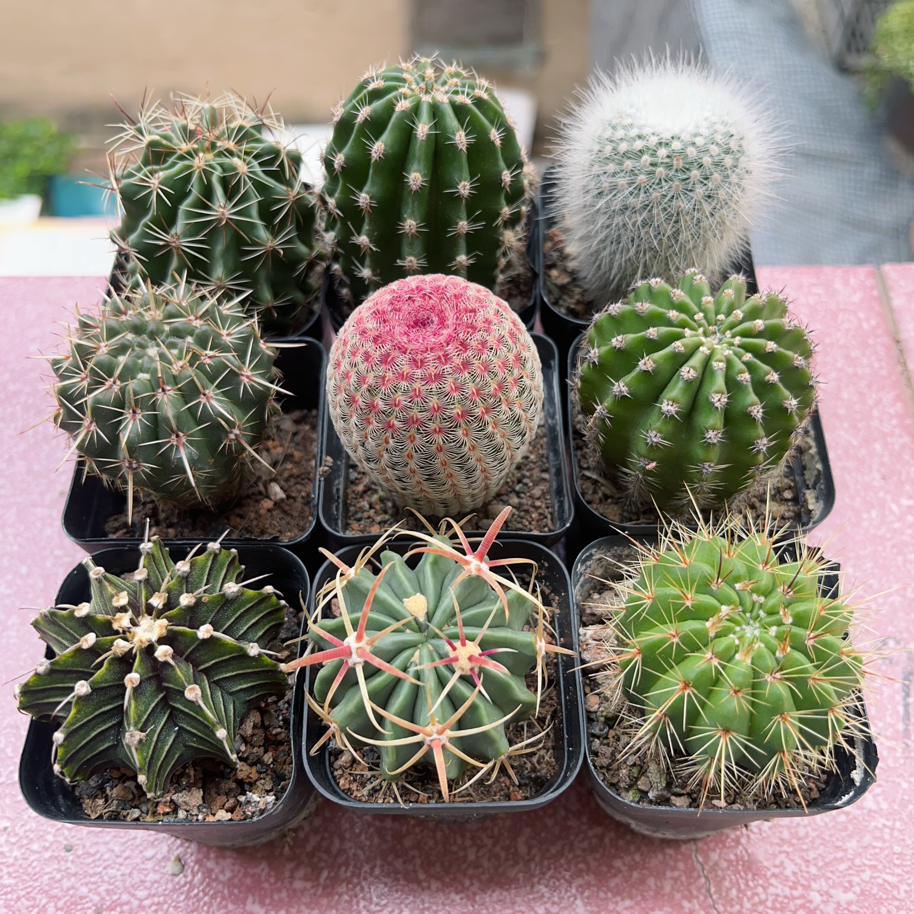 浓桃筋仙人球组合套餐多肉植物室多肉植物