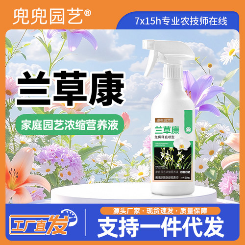 兜兜园艺兰草康促开花丰花防掉花