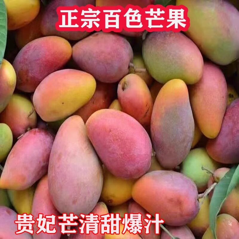 广西百色当季新鲜贵妃芒田阳特产芒果热带现摘现发水果3-9斤包邮