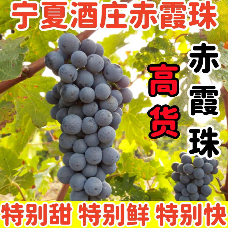 酿酒专用葡萄新鲜赤霞珠酿酒葡萄泡酒葡萄山葡萄小葡萄净重5斤起