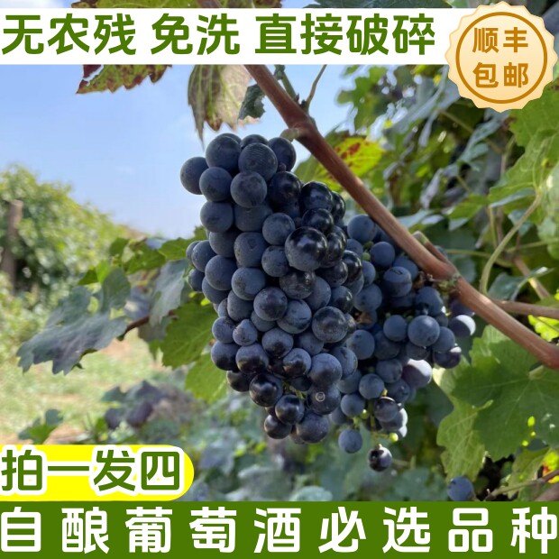 酿酒专用葡萄小马哥赤霞珠酿酒葡萄山葡萄泡酒葡萄整箱净重20斤