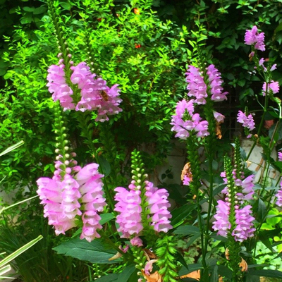 假龙头花苗宿根花卉四季易种耐寒耐旱园林景观庭院工程绿化花海苗