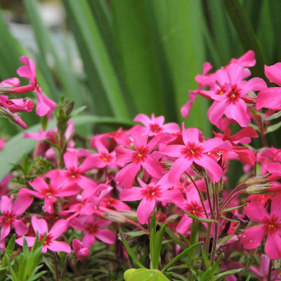 宿根花卉庭院芝樱花苗耐寒耐旱