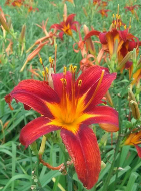 红色海盗大花金娃娃金光大道萱草耐寒耐旱易种易活花苗庭院景观花