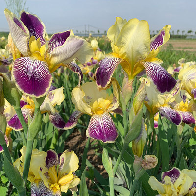 耐寒耐旱庭院园林易种活鸢尾花苗