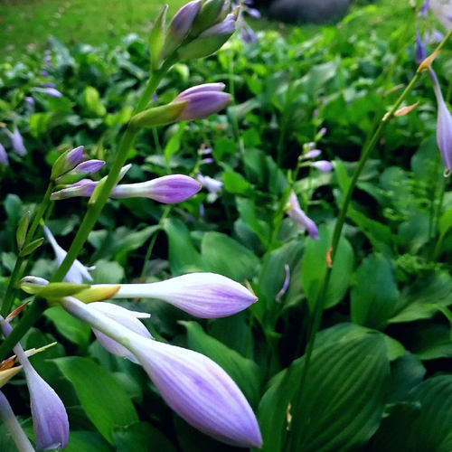 耐寒耐旱宿根花卉庭院玉簪花苗