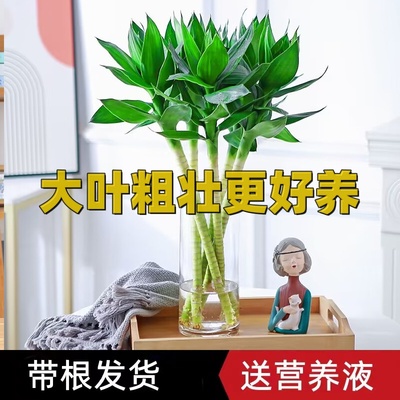 水培植物净化空气富贵竹书桌文昌