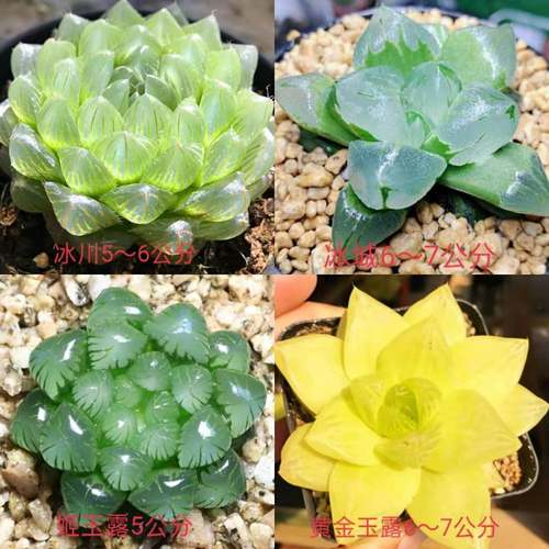 花卉盆栽玉露多肉植物组合