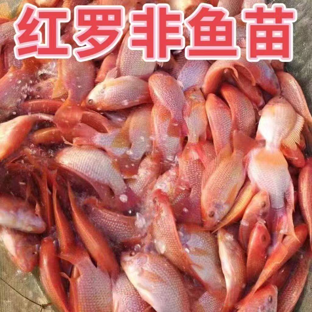 红罗非鱼苗淡水冷水鱼苗易养活体鱼苗观赏鱼彩虹雕豹纹红罗非鱼苗