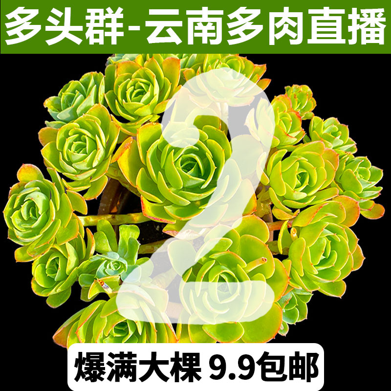 【2】多头群生多肉植物云南货直播爆款大棵好养滇萌多肉9.9包邮