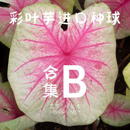 彩叶芋进口种球合集B莫奈.植迷者