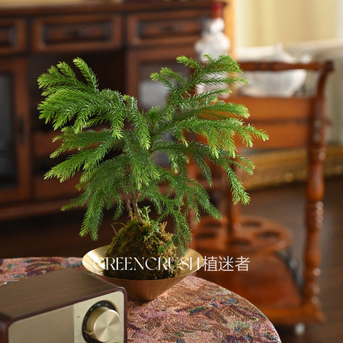 南洋杉苔球小清新苔玉摆设桌面