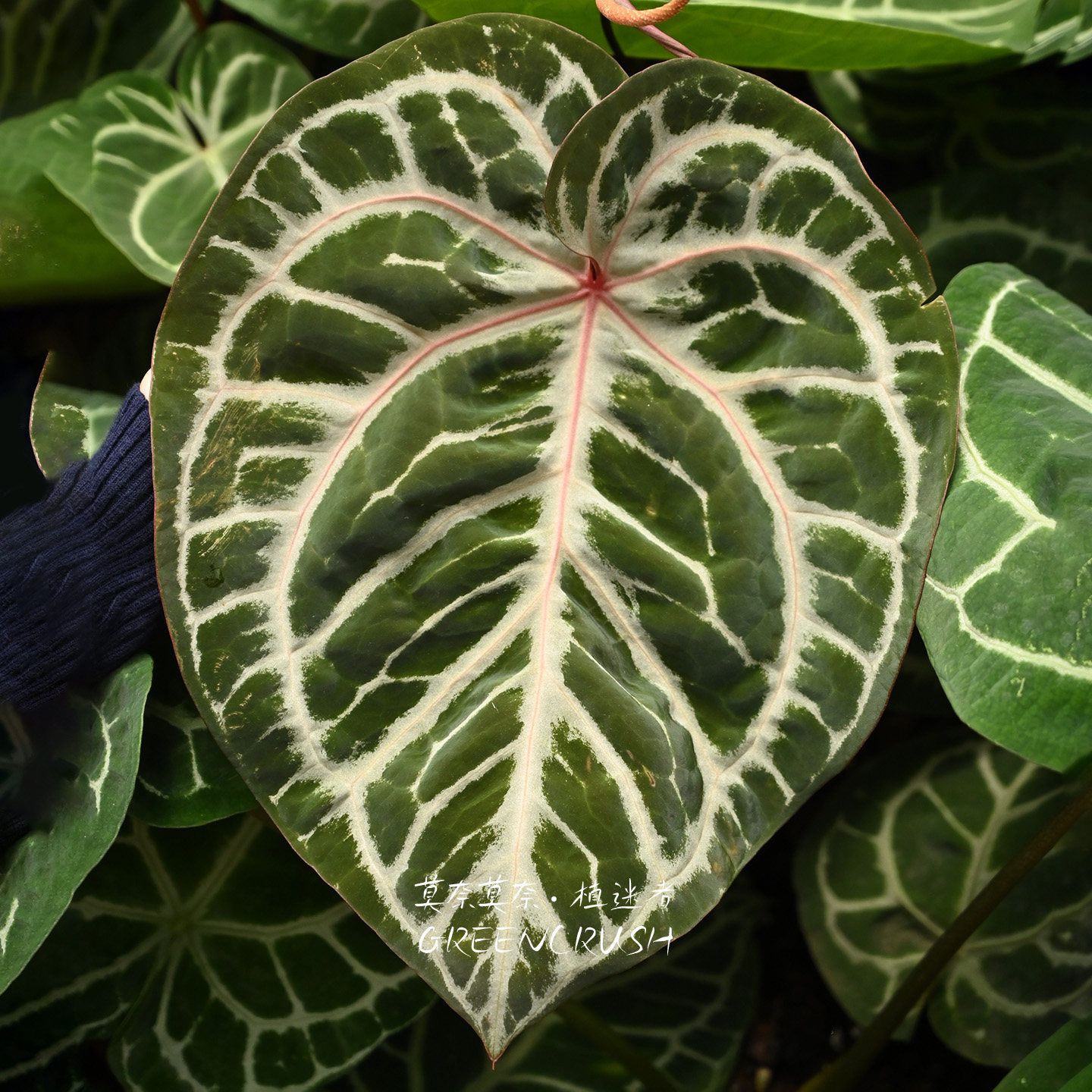 红水晶花烛观叶热植盆栽