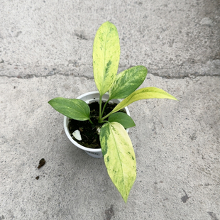 维塔领带花烛锦0160