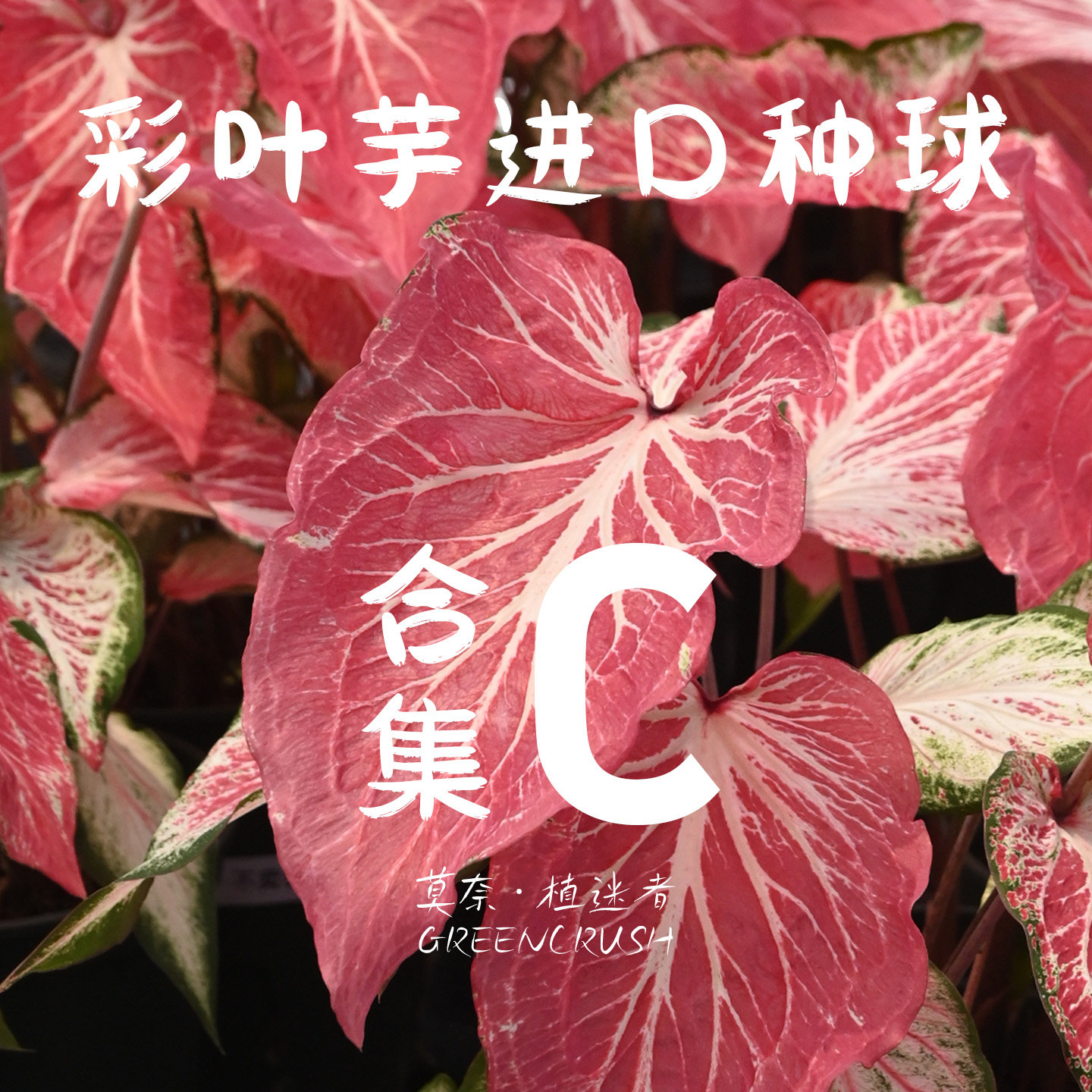 彩叶芋进口种球合C娇羞新娘火山熔岩梦幻白日梦沙漠落日冰柱