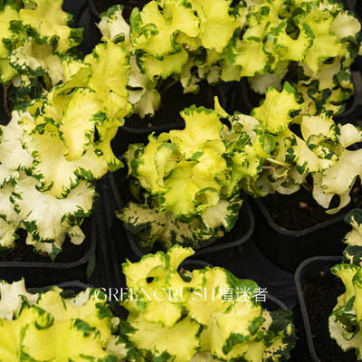 常春藤月光灯观叶爬藤垂吊植物