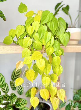 金色柠檬汁蔓绿绒爱心金黄叶子室内绿植网红好养懒人植物 植迷者