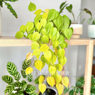 金色柠檬汁蔓绿绒爱心金黄叶子室内绿植网红好养懒人植物 植迷者