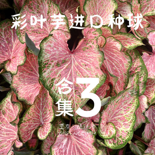 彩叶芋进口种球合集3莫奈.植迷者