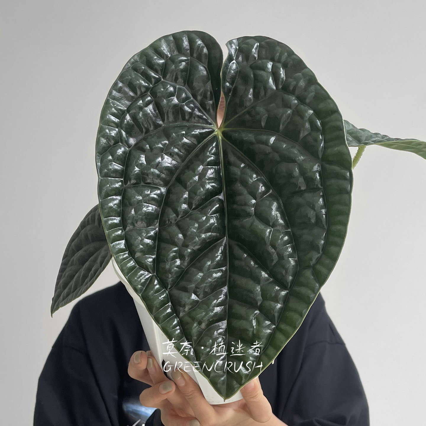 肌肉感热植奢华花烛盆栽