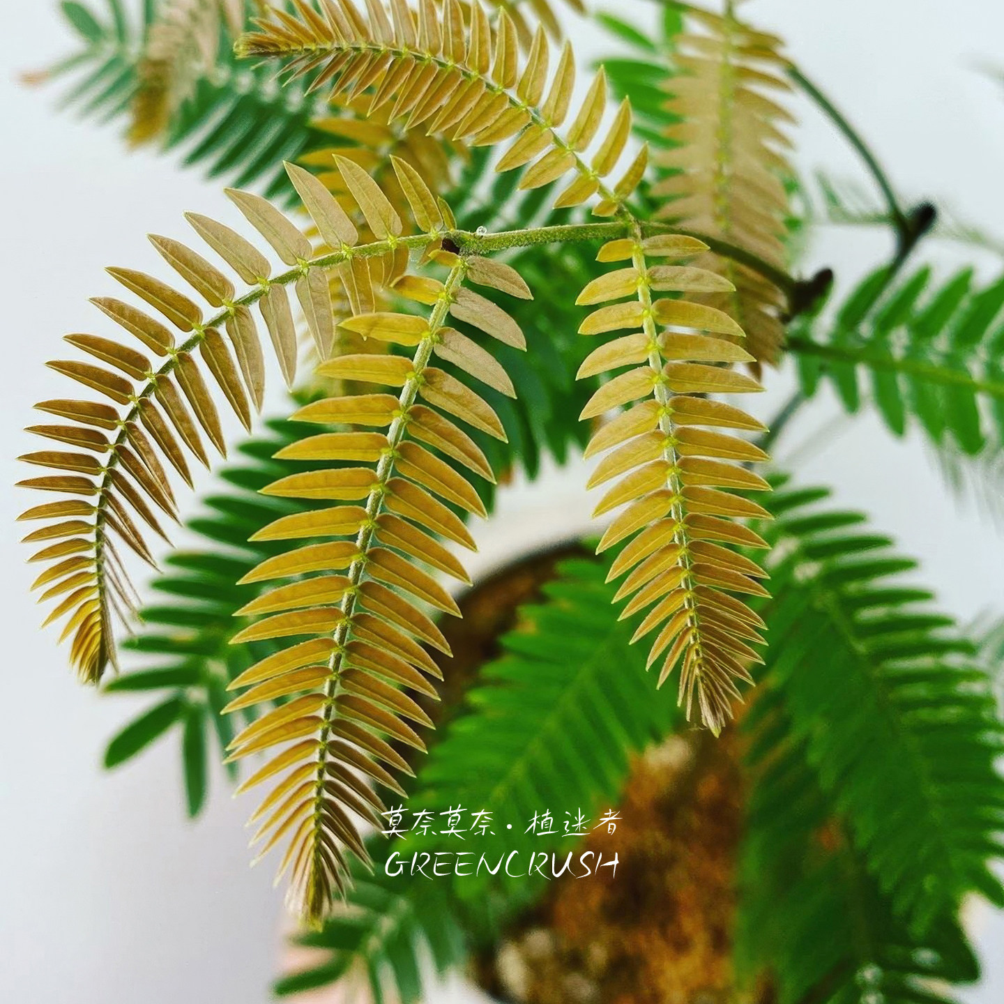 密叶猴耳环室内喜阴盆栽