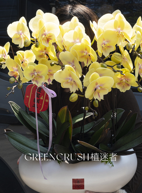 新春新年礼物年宵花蝴蝶盆栽兰农场直发带花苞发货好养活植迷者