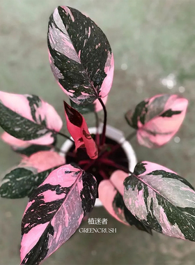 黑樱桃蔓绿绒粉公主Philodendron Pink Princess植物盆栽植迷者