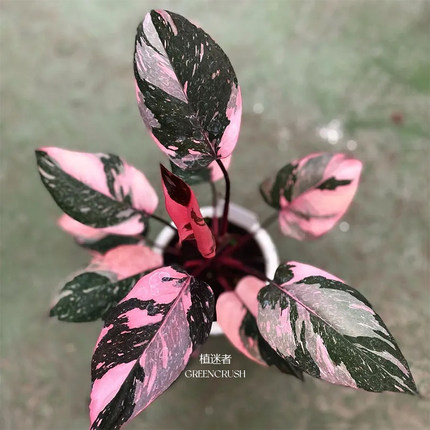 黑樱桃蔓绿绒Philodendron Pink Princess原种进口植物盆栽植迷者