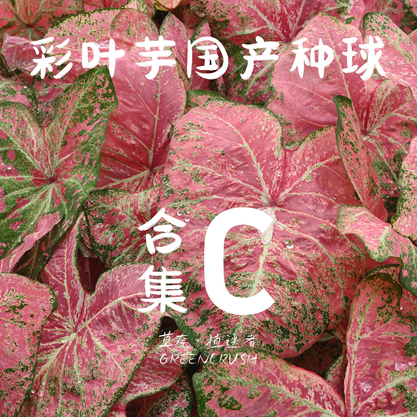 彩叶芋国产种球合集C芭蕾舞鞋南方恋人红桃A奶油镰刀白月光织锦